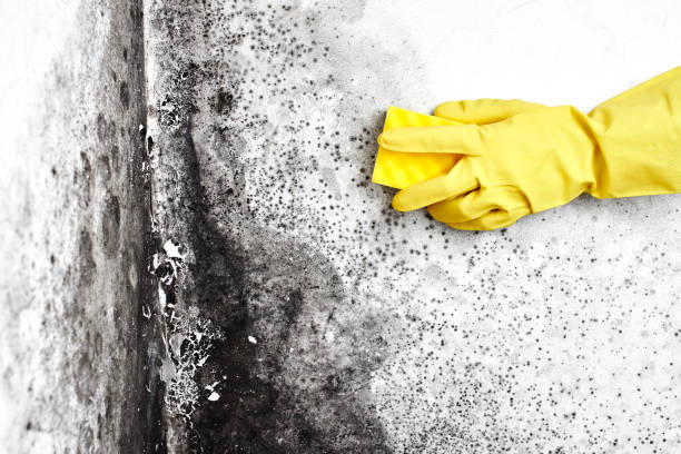 Best Certified Mold Removal  in Scott City, KS