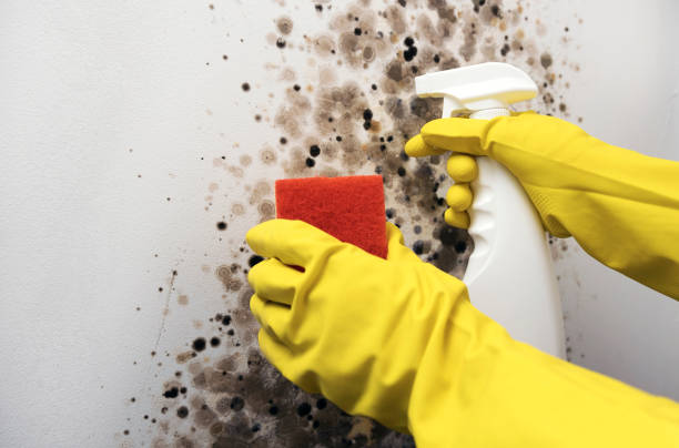 Best Mold Remediation  in Scott City, KS