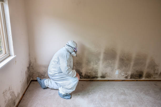 Best Attic Mold Removal  in Scott City, KS