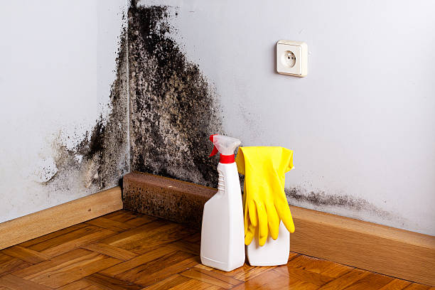 Best Mold Damage Repair  in Scott City, KS