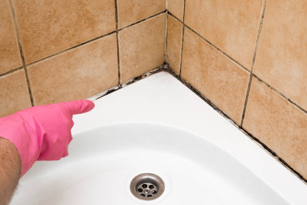 Best Office Mold Removal Services  in Scott City, KS